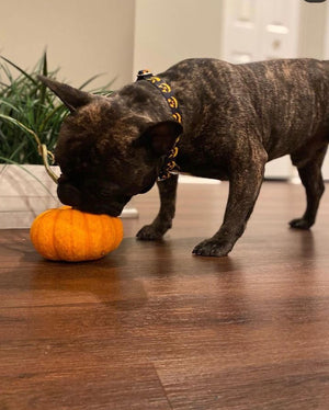 Dog Pumpkin Collar | Doggy Pumpkin Collar | Doggy Glam Boutique