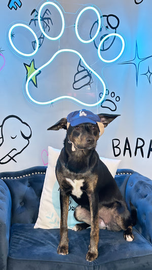 Pink Dog Baseball Cap | Pink Dog Hat | Doggy Glam Boutique