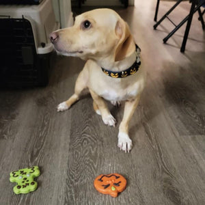 Dog Pumpkin Collar | Doggy Pumpkin Collar | Doggy Glam Boutique