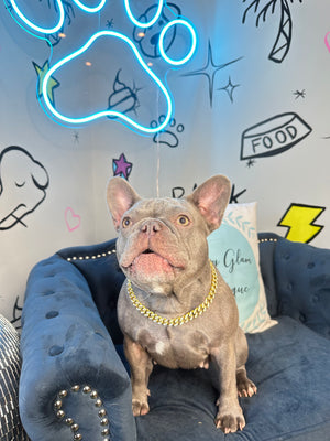 Gold Diamond Dog Chain | Dog Chain | Doggy Glam Boutique