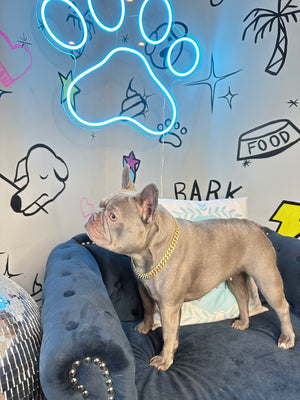 Gold Diamond Dog Chain | Dog Chain | Doggy Glam Boutique