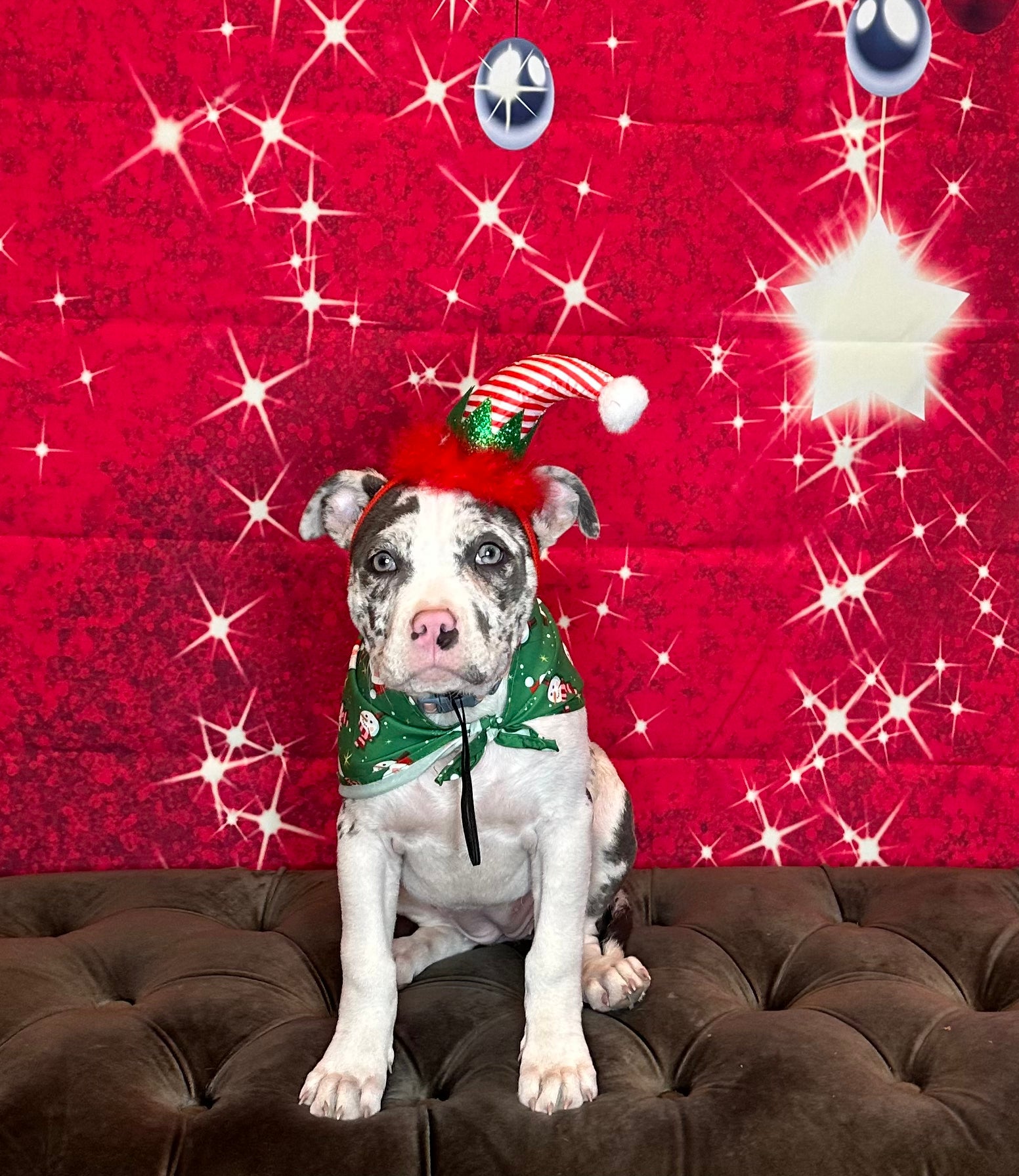 Dog Christmas Glam Gift Bag | Dog Gift Bag | Doggy Glam Boutique