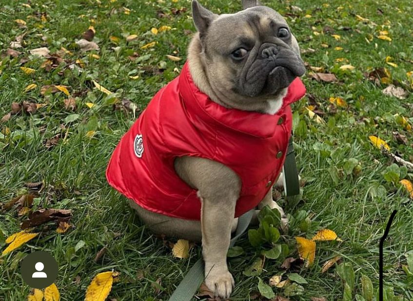 Doggy Red Vest | Dog Red Vest | Doggy Glam Boutique