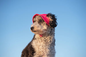 Chill Seeker Cooling Dog Hat (Neon Pink): L / Neon Pink