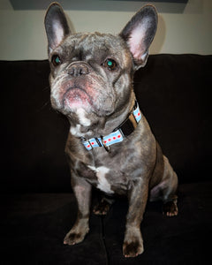 The Chi Collection Collars - Doggy Glam Boutique