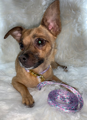 Floral Gold Leash Collar Set | Leash Collar Set | Doggy Glam Boutique