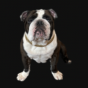 Dog Gold Cuban Link | Dog Cuban Link | Doggy Glam Boutique