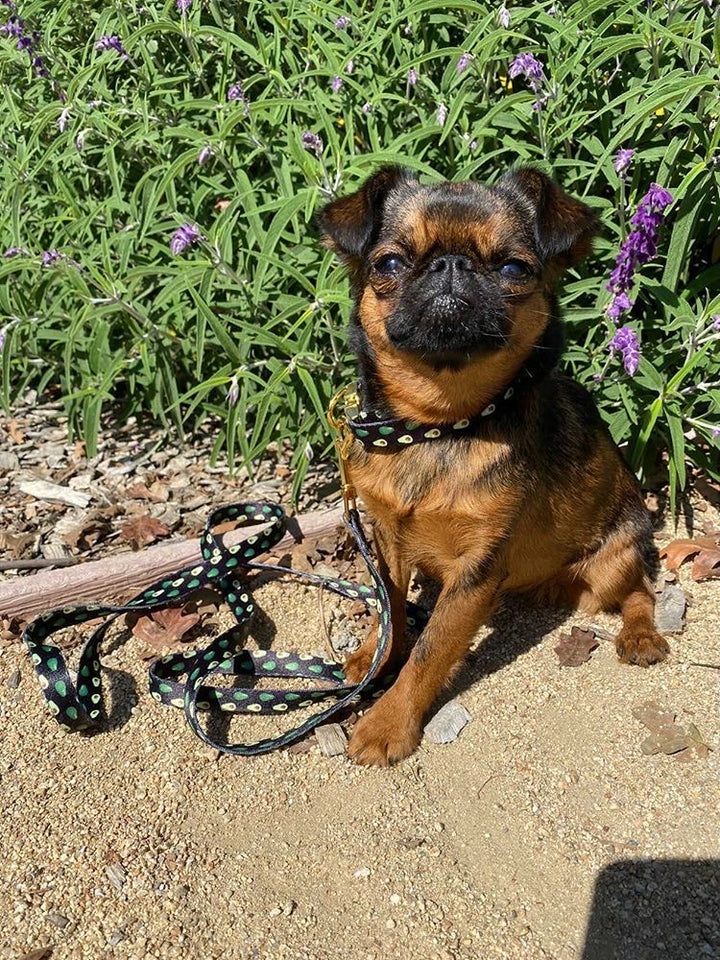 Inspired Leashes – Doggy Glam Boutique