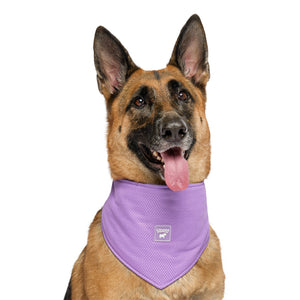 Chill Seeker Cooling Dog Bandana Wet Reveal (Purple Smiley): M / Purple Smiley