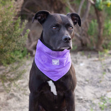 Load image into Gallery viewer, Chill Seeker Cooling Dog Bandana Wet Reveal (Purple Smiley): L / Purple Smiley
