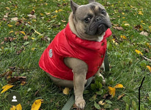 Load image into Gallery viewer, Doggy Red Vest
