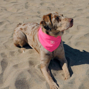 Chill Seeker Cooling Dog Bandana (Neon Pink): S / Neon Pink