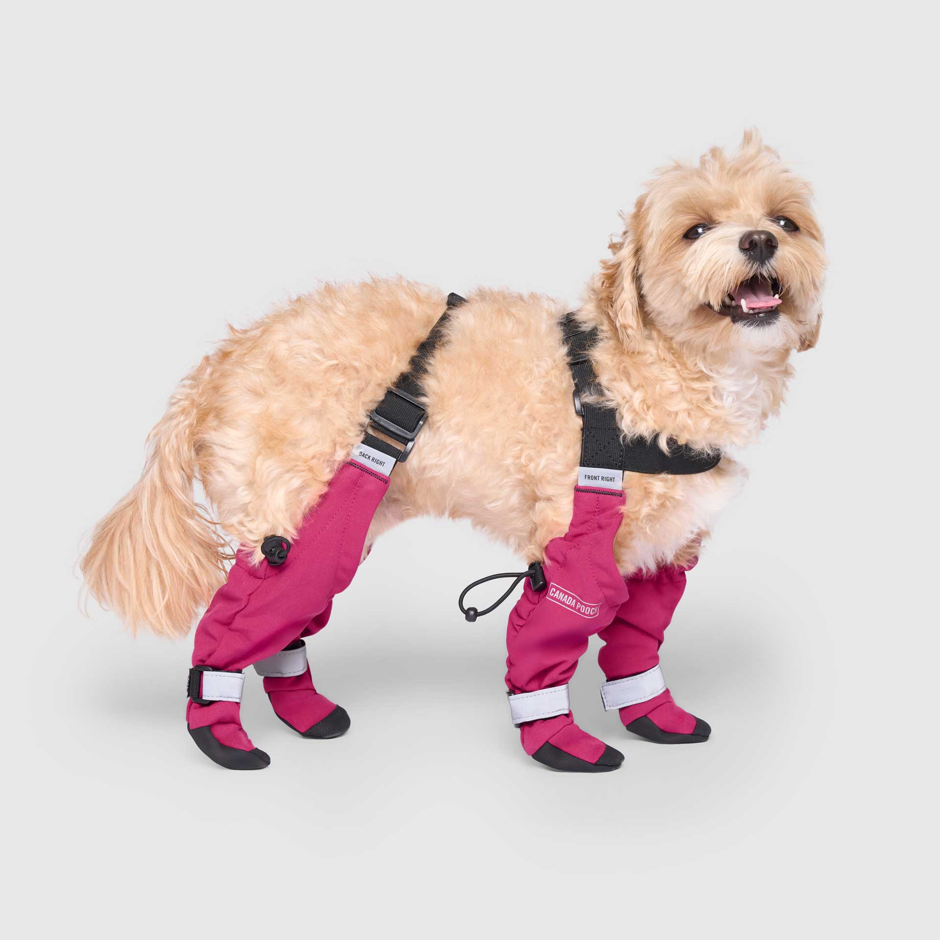 Suspender Boots- Dog Boots: Pink / 3 Short