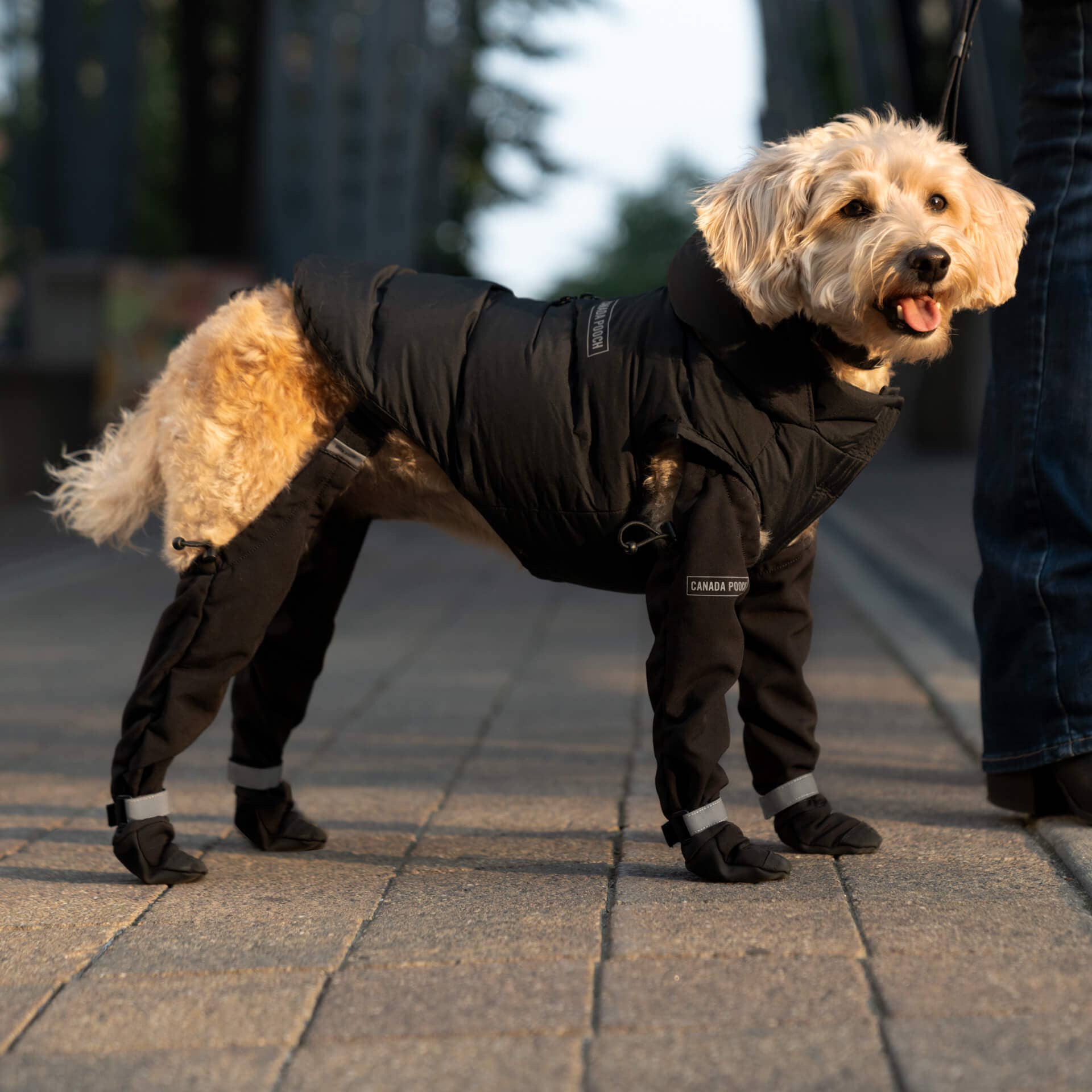 Suspender Boots: Black / Size 2 - Doggy Glam Boutique