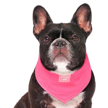 Load image into Gallery viewer, Chill Seeker Cooling Dog Bandana (Neon Pink): S / Neon Pink
