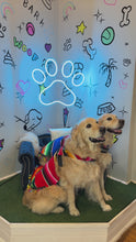 Load and play video in Gallery viewer, Multi-Color Dog Serape (Poncho)
